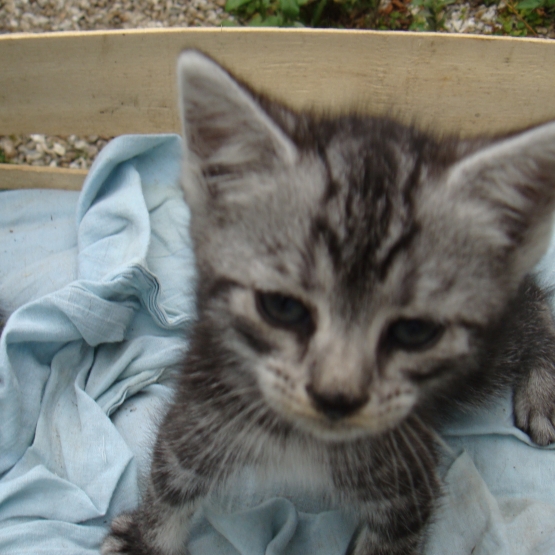 Image pour l'annonce Donne 2 chatons