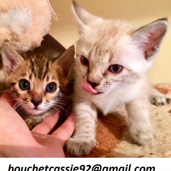 Image pour l'annonce donne  deux chatons
