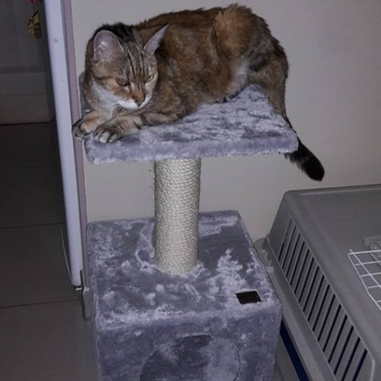 Image pour l'annonce Donne Gentille Chatte