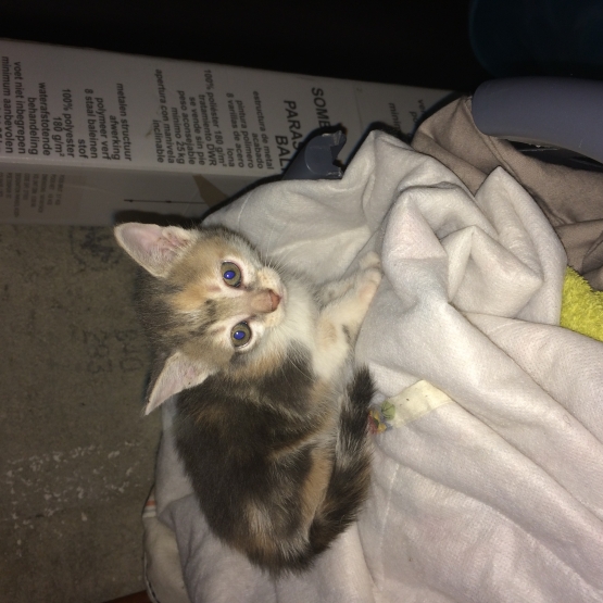 Image pour l'annonce Donne chaton ????
