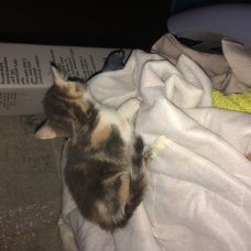 Image pour l'annonce Donne chaton ????