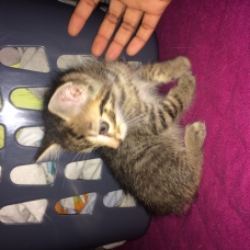Image pour l'annonce Donne chaton ????