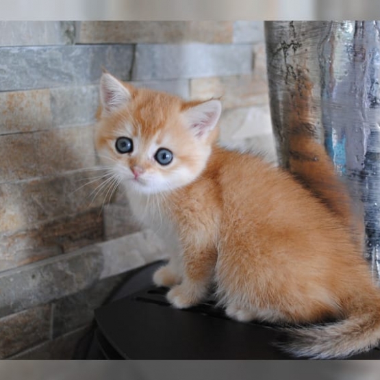 Image pour l'annonce Doux chatons roux