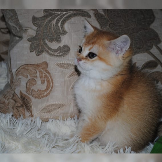 Image pour l'annonce Doux chatons roux