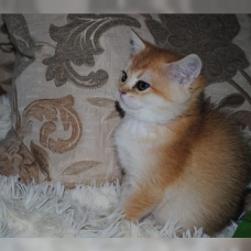 Image pour l'annonce Doux chatons roux