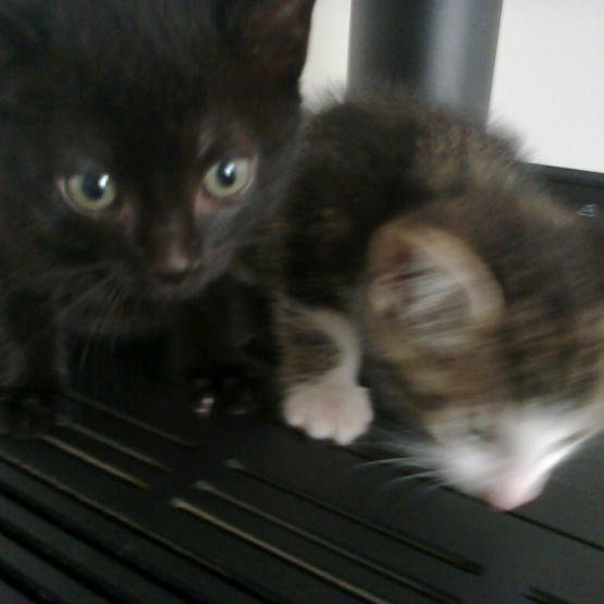 Image pour l'annonce donne chatons