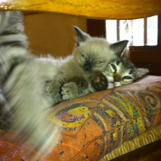 Image pour l'annonce Chatons à donner