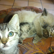Image pour l'annonce Chatons à donner