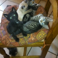 Image pour l'annonce Chatons à donner