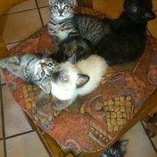 Image pour l'annonce Chatons à donner