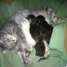 Image pour l'annonce Chatons à donner