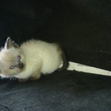 Image pour l'annonce Chatons à donner