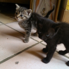 Image pour l'annonce Chatons à donner