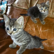 Image pour l'annonce Chatons à donner
