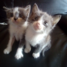 Image pour l'annonce Donne petits chatons