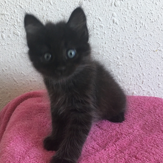 Image pour l'annonce Chaton à donner