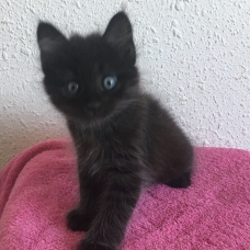 Image pour l'annonce Chaton à donner