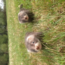 Image pour l'annonce Furets black angora