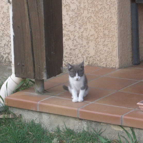 Image pour l'annonce donne chatons