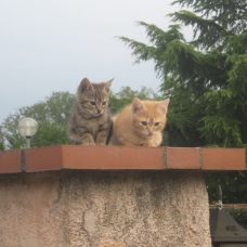 Image pour l'annonce donne chatons