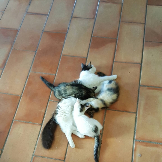 Image pour l'annonce Donne chatons