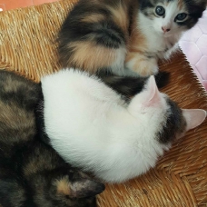 Image pour l'annonce Donne chatons