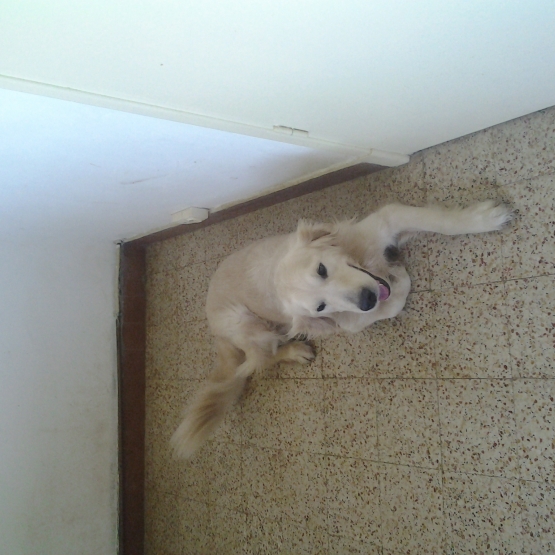 Image pour l'annonce vend golden retriever