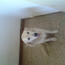 Image pour l'annonce vend golden retriever