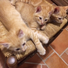 Image pour l'annonce Donne 3 chatons roux