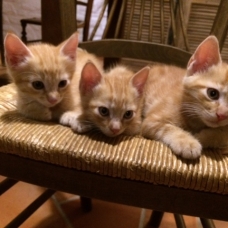 Image pour l'annonce Donne 3 chatons roux
