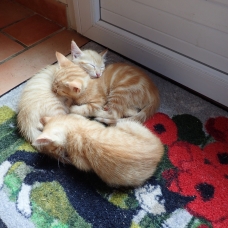 Image pour l'annonce Donne 3 chatons roux