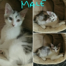 Image pour l'annonce Chatons à adopter