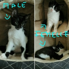 Image pour l'annonce Chatons à adopter