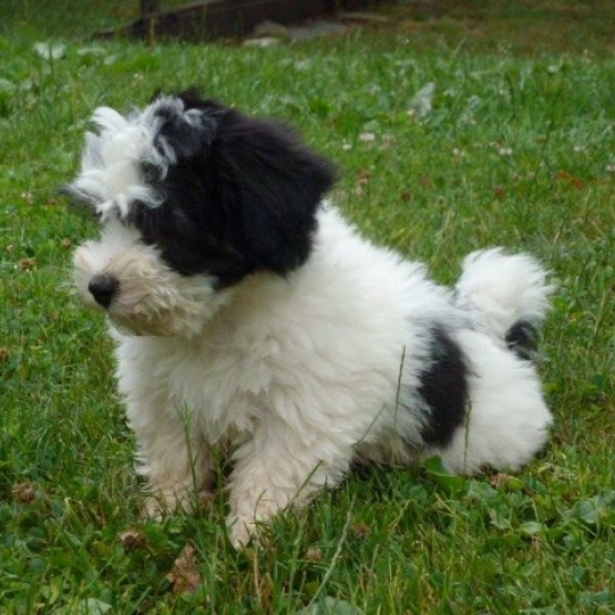 Image pour l'annonce Adorables CHIOTS BICHON HAVANAIS