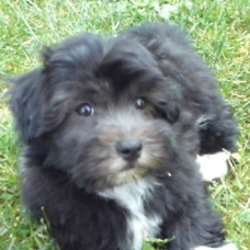 Image pour l'annonce Adorables CHIOTS BICHON HAVANAIS