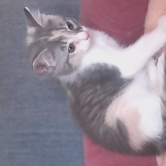 Image pour l'annonce DONNE PETITE CHATTE
