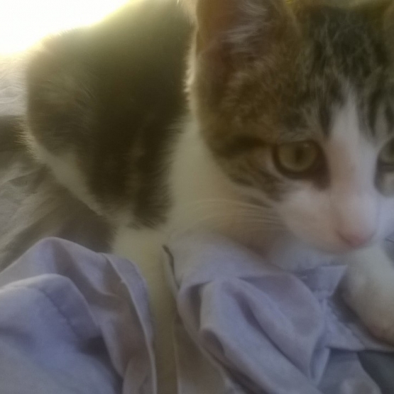 Image pour l'annonce donne adorable chaton