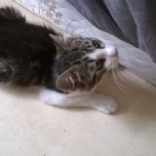 Image pour l'annonce donne adorable chaton