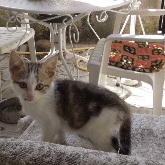Image pour l'annonce Donne chatons