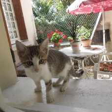 Image pour l'annonce Donne chatons