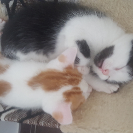 Image pour l'annonce Chatons