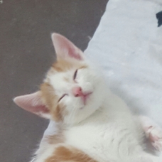 Image pour l'annonce Chatons