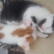 Image pour l'annonce Chatons