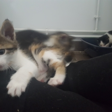 Image pour l'annonce Chatons