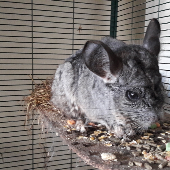 Image pour l'annonce Donne femelle Chinchilla et sa cage