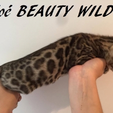Image pour l'annonce Magnifiques chatons maman championnne