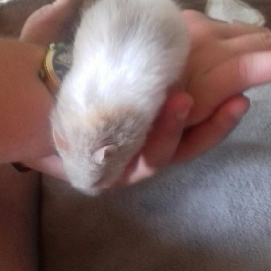 Image pour l'annonce Hamsters