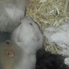 Image pour l'annonce Hamsters