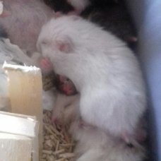 Image pour l'annonce Hamsters