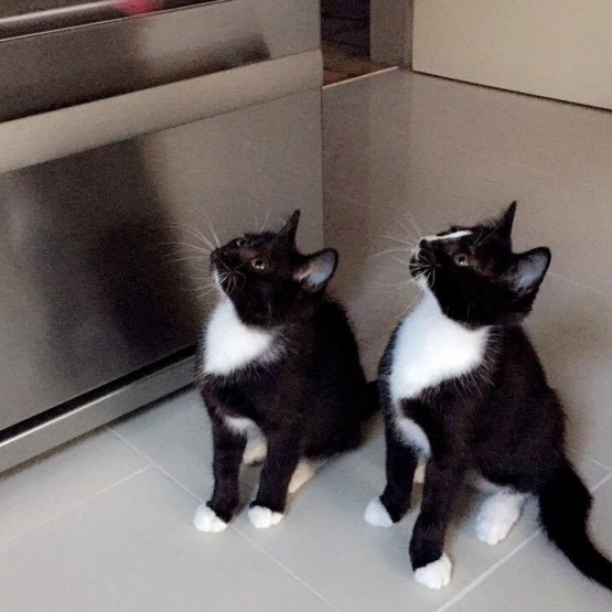 Image pour l'annonce Chatons (2) de 3 mois à donner. 2 femelles
